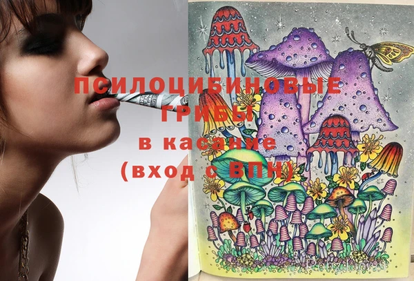 шишки Няндома
